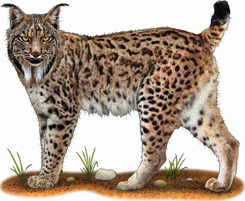 Рысь Рысь на белом фоне