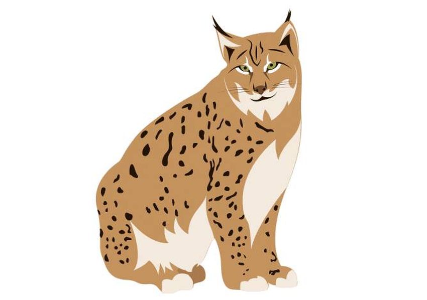 Рысь Рысь вектор