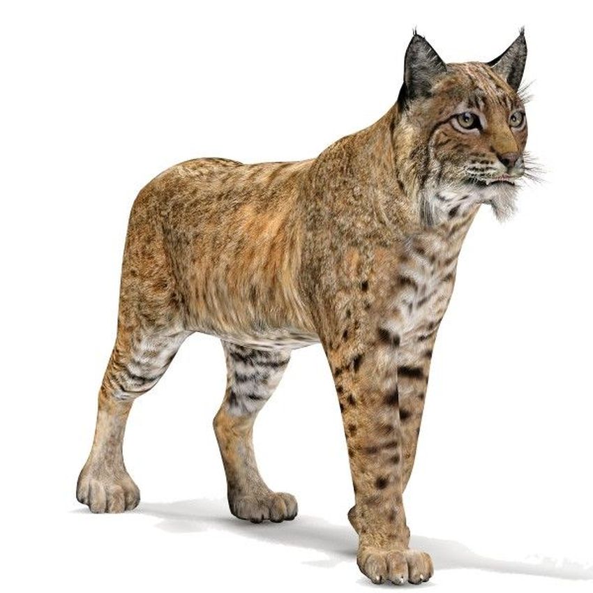 Рысь Рысь на белом фоне