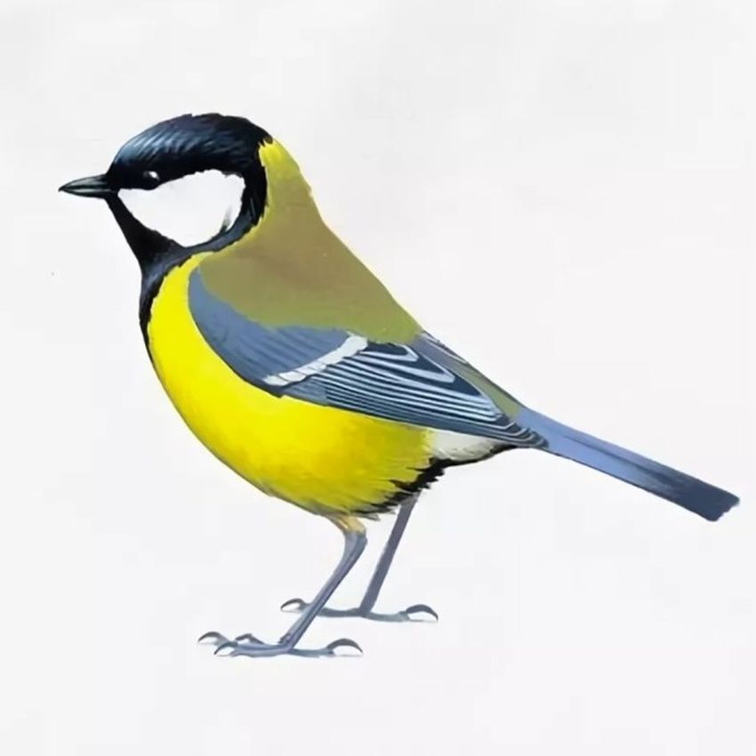 Синичка на белом фоне Синица