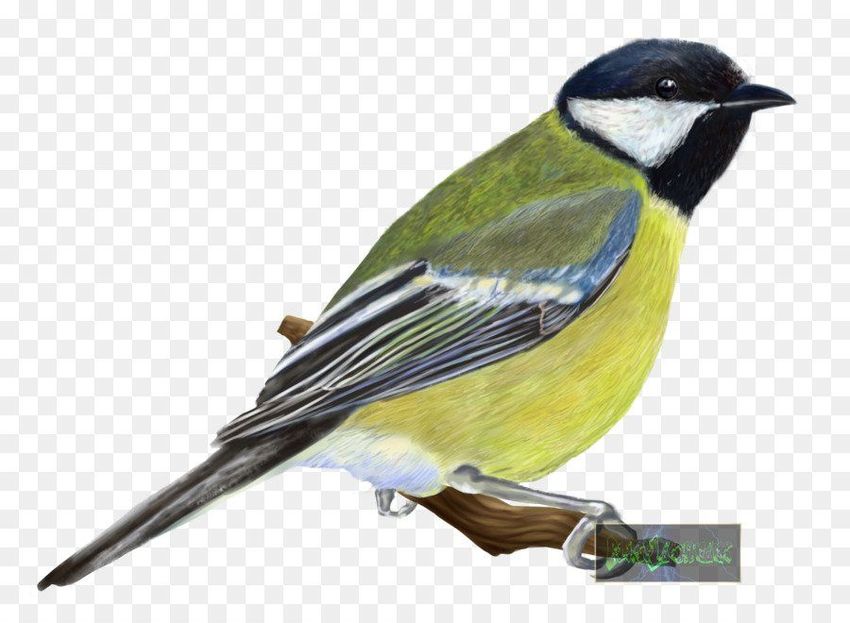 Синица на белом фоне Синица