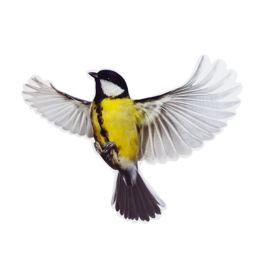 Синичка на белом фоне Синица на белом фоне