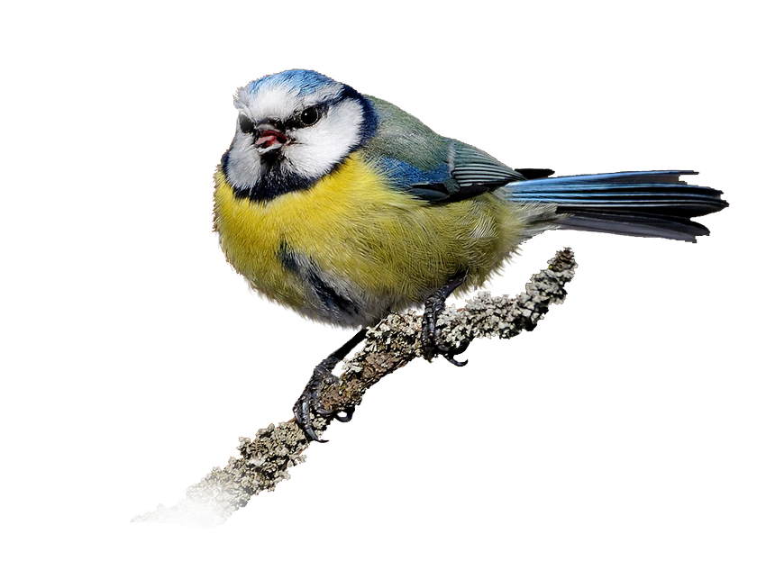 Синичка на белом фоне Синица на белом фоне
