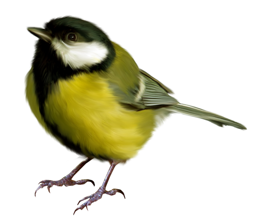 Синичка на белом фоне Синица на белом фоне