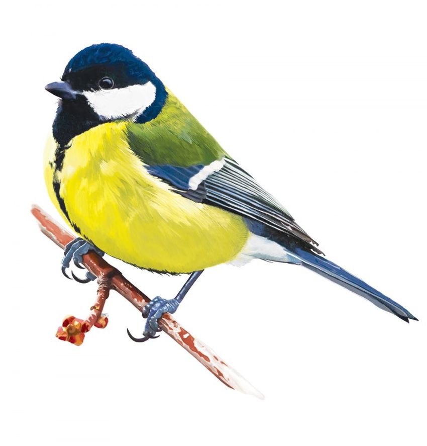 Синица на белом фоне Синичка на белом фоне