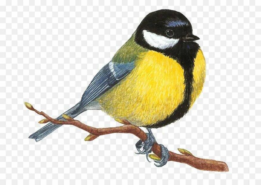 Синица птица Синичка на белом фоне