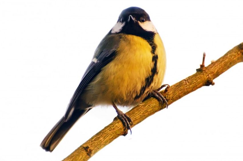 Синица Синица на белом фоне