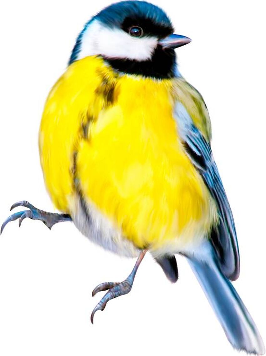 Синичка на белом фоне Синица на белом фоне