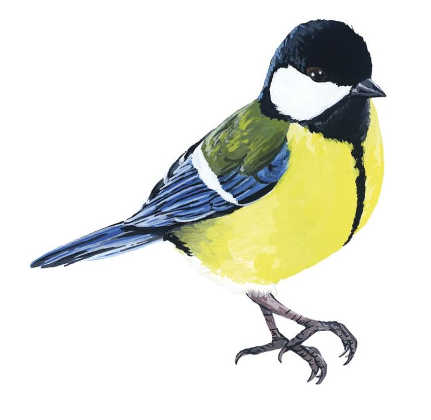 Синичка на белом фоне Синица на белом фоне