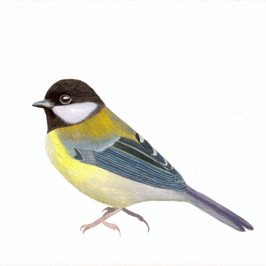 Синица Синица на белом фоне