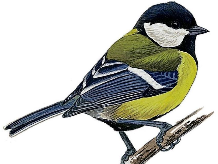 Синица Синица на белом фоне