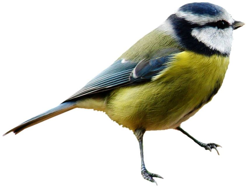 Синица на белом фоне Синица птица
