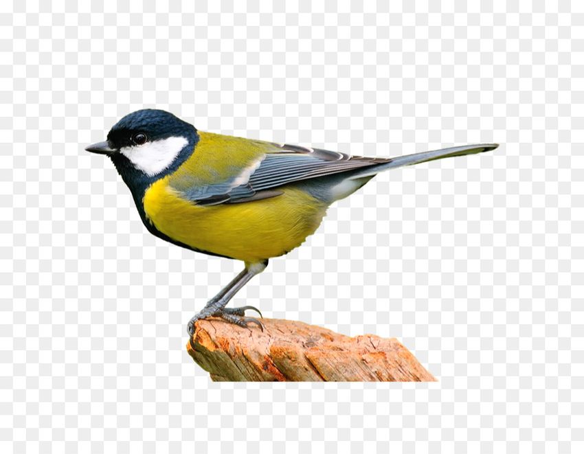 Синичка на белом фоне Синица на белом фоне