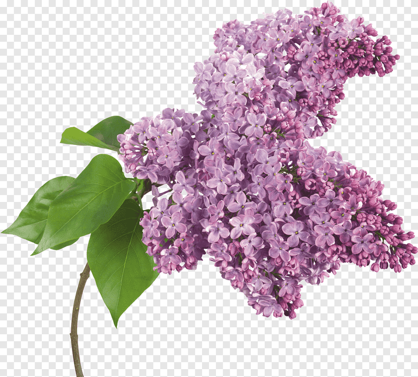 Сирень
