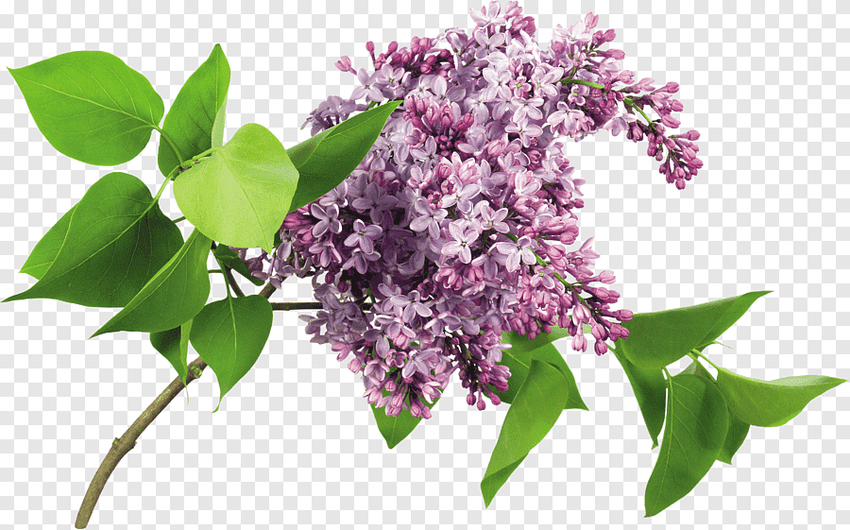 Сирень куст