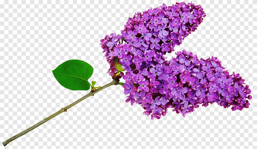 Сирень ветка