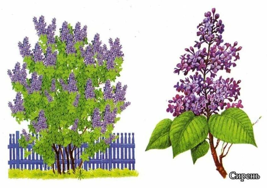 Кустарник сирень