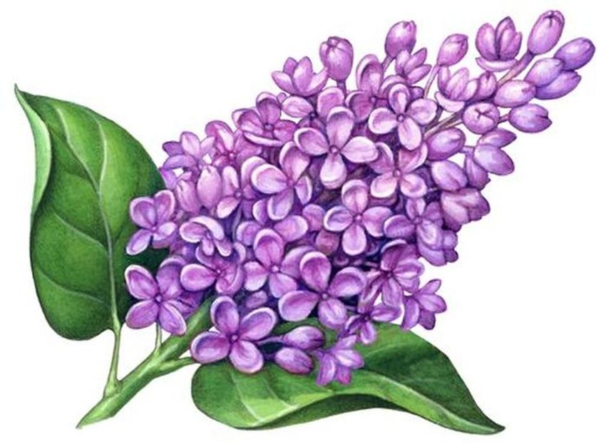 Сирень