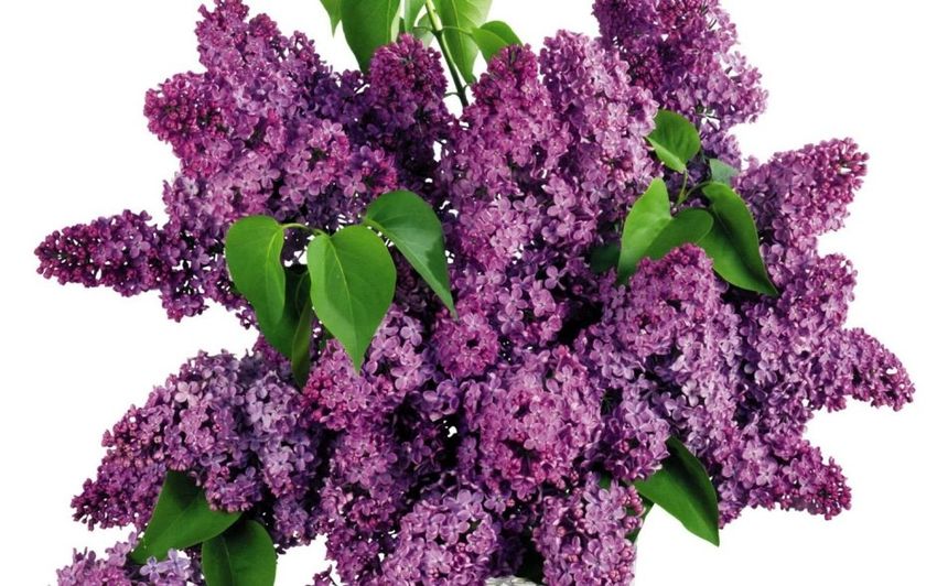 Сирень куст
