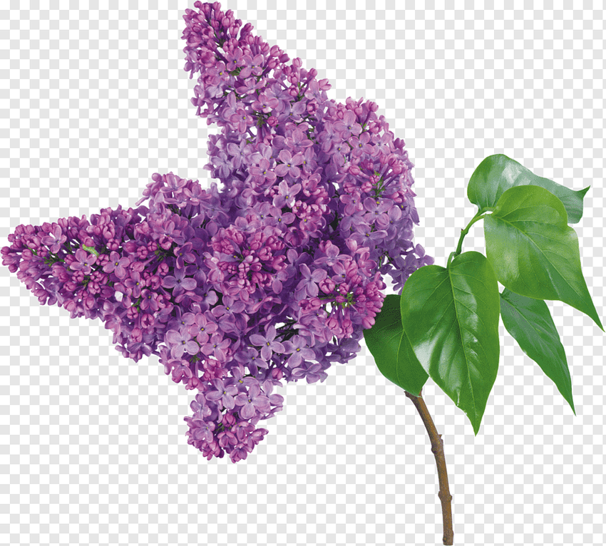 Сирень куст