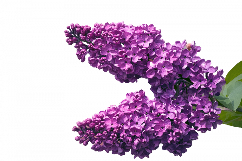 Сирень веточка