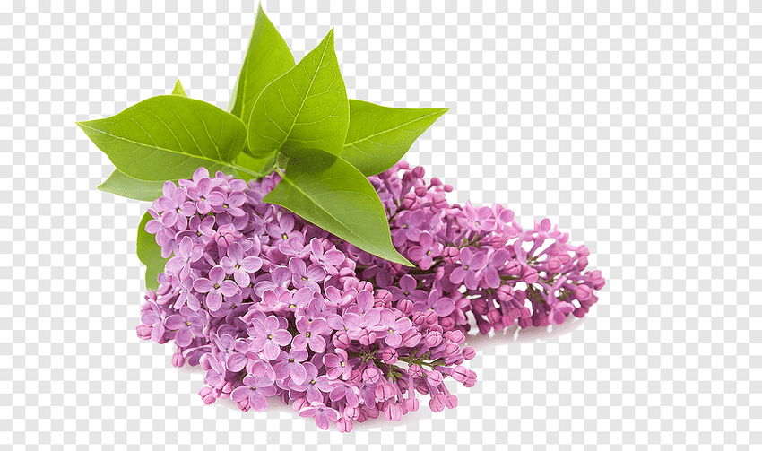Сирень цветы