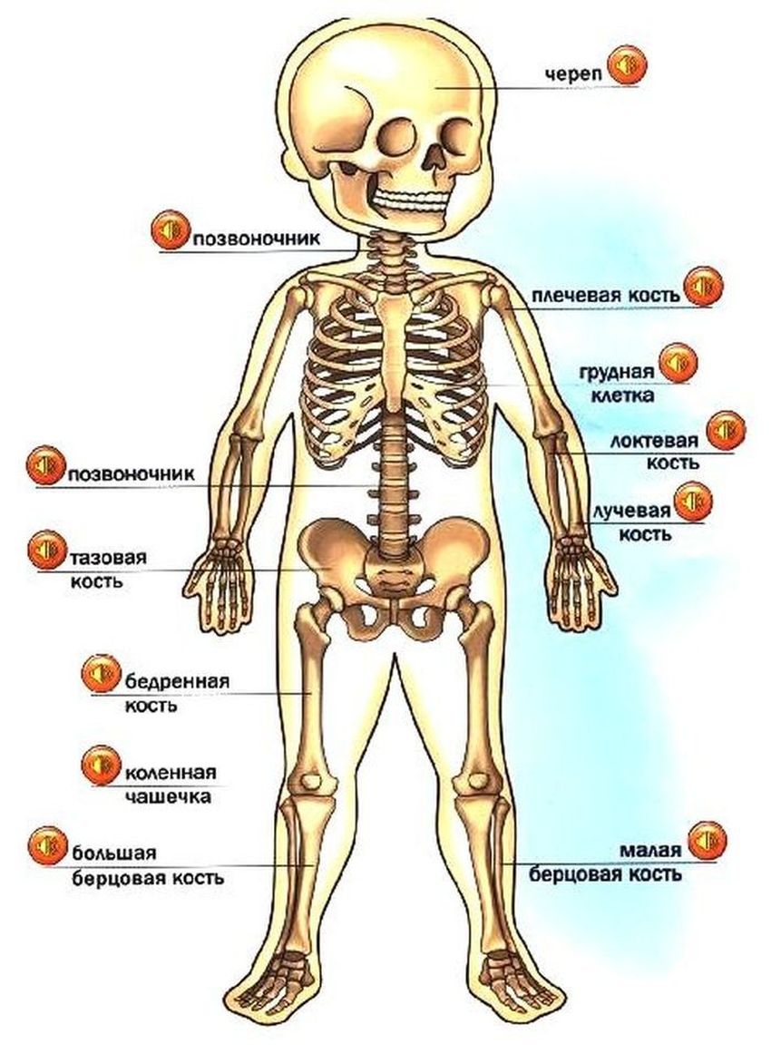 Скелет человека для детей