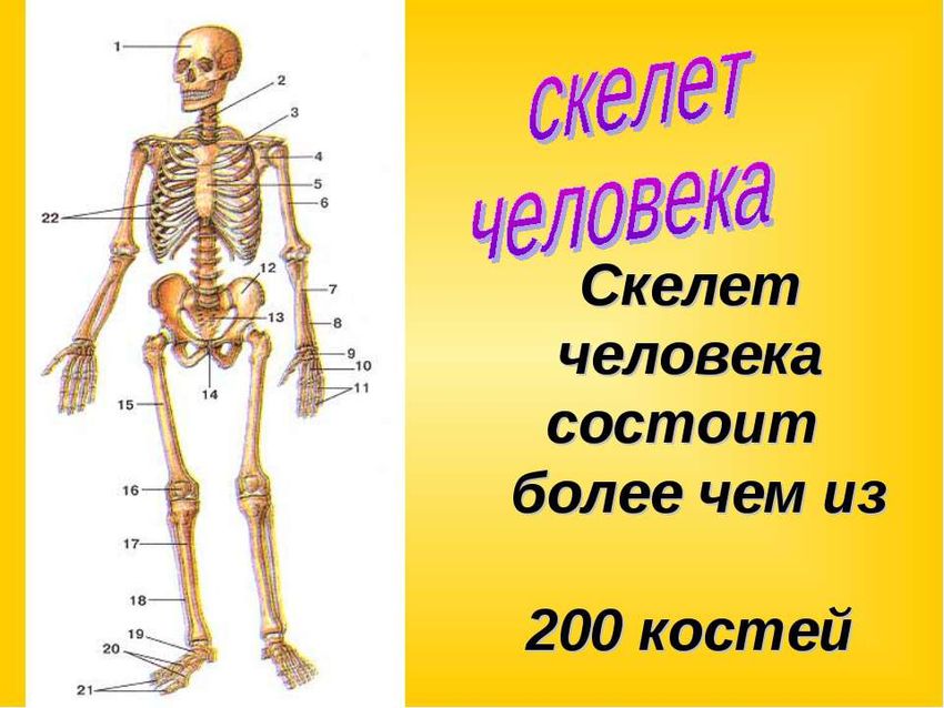 Строение скелет человека