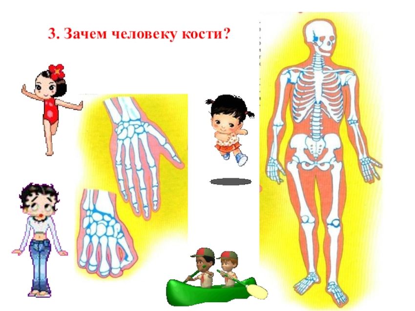 Строение человека для детей