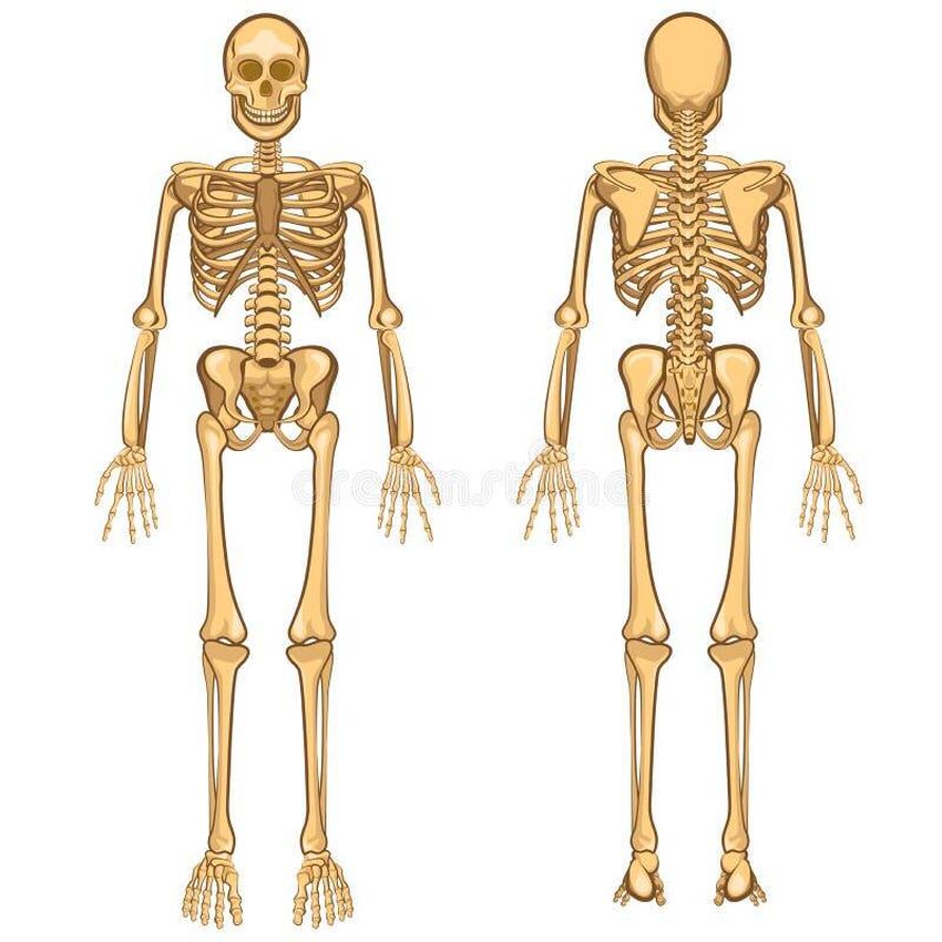 Скелет человека для детей