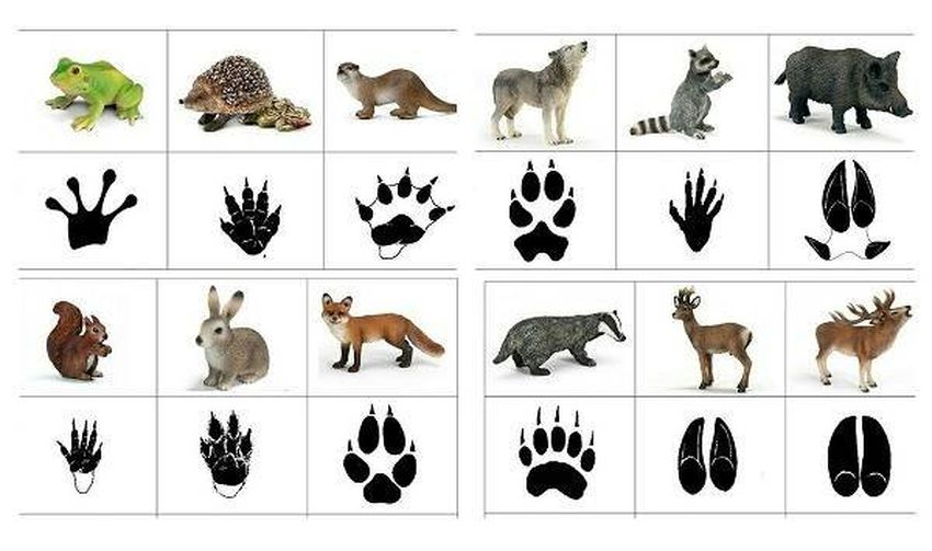 Следы лесных животных