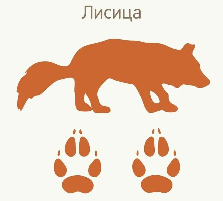 Следы животных