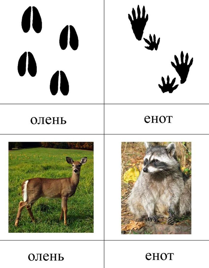 Следы животных