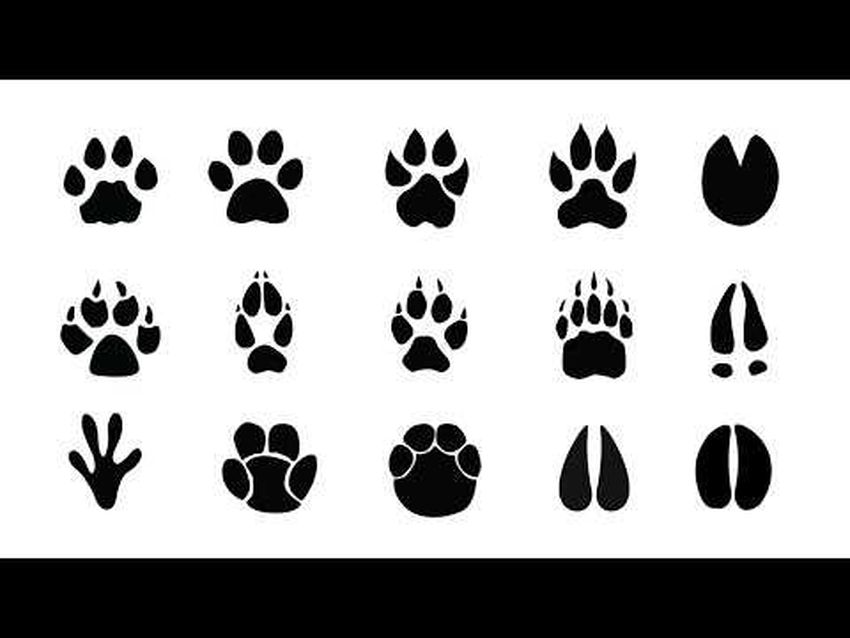 Следы животных для детей
