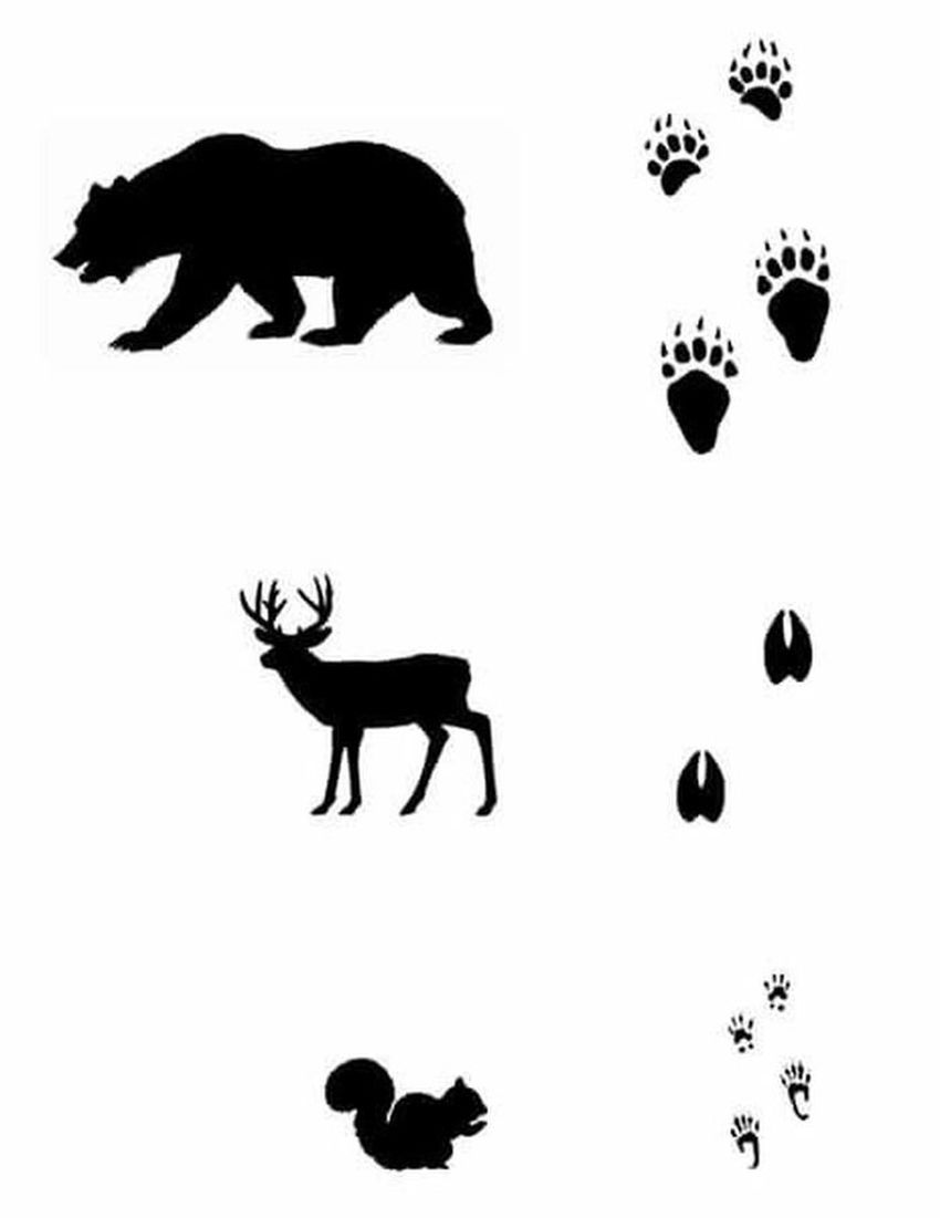 Следы лесных животных
