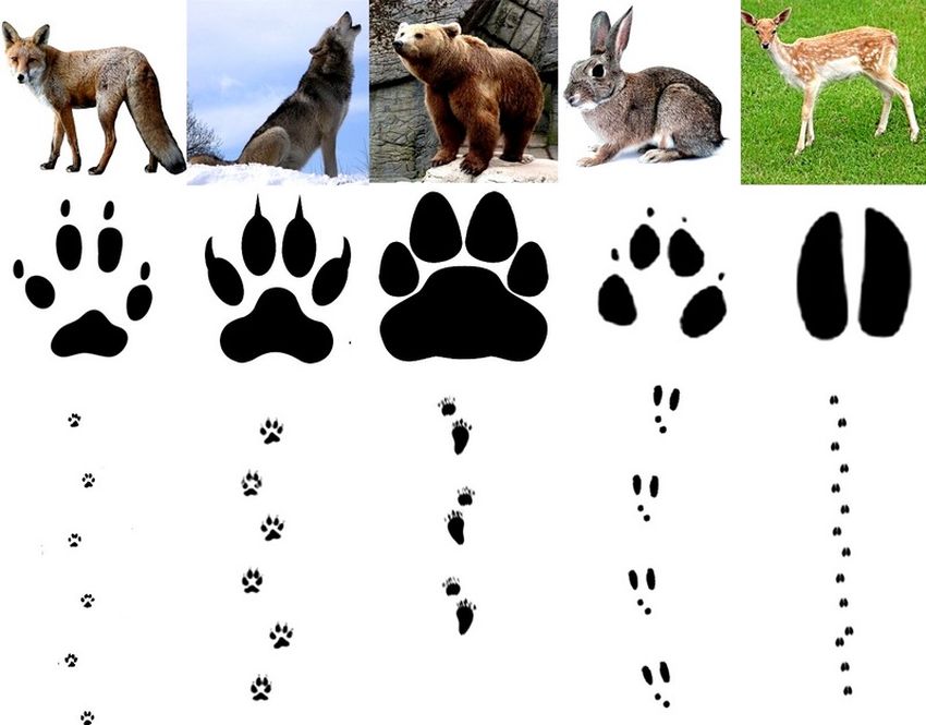 Следы лесных животных
