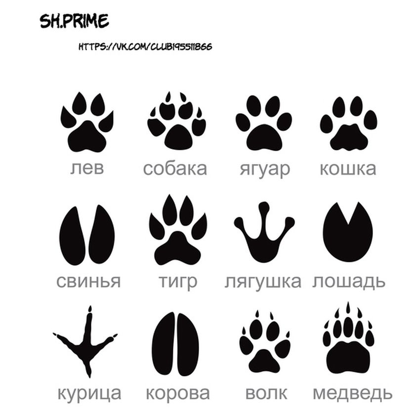 Следы разных животных