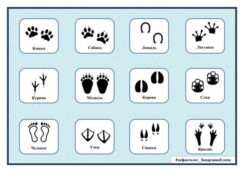 Следы зверей