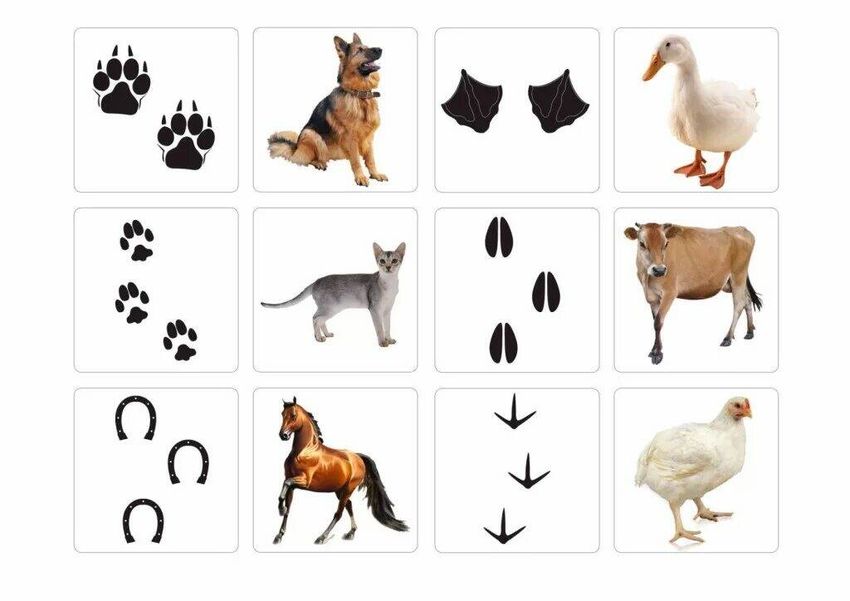 Следы животных