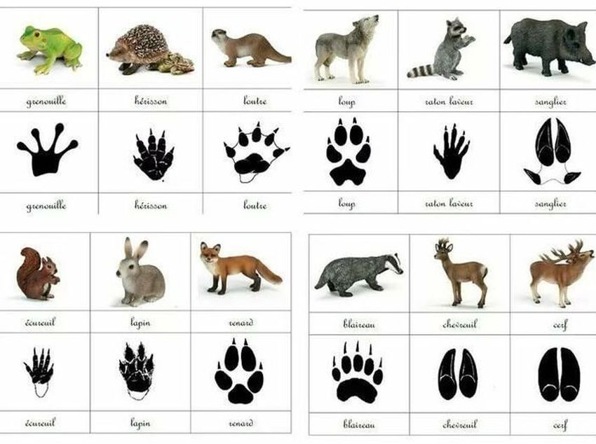 Следы лесных животных