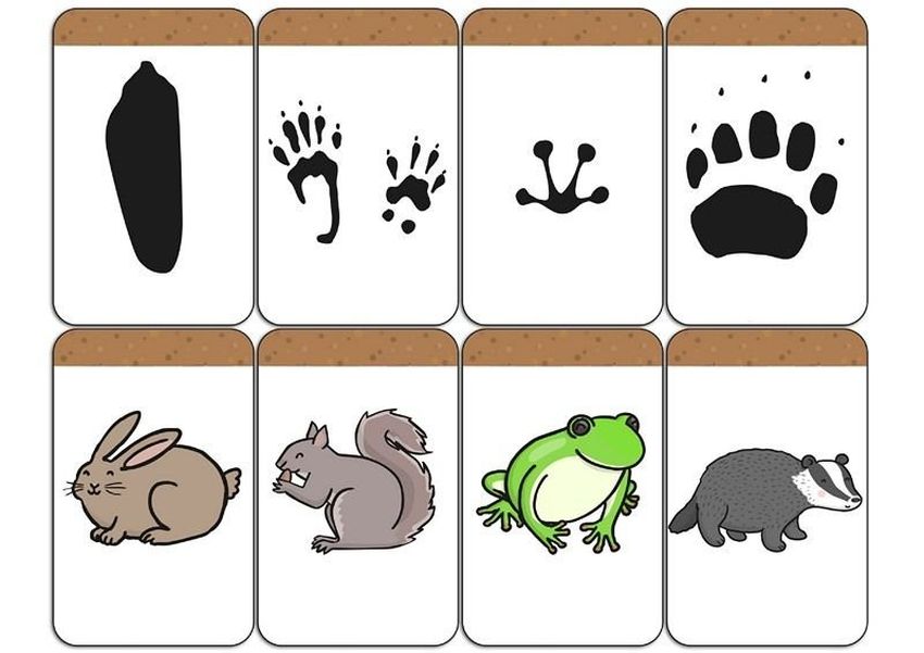 Следы животных для детей