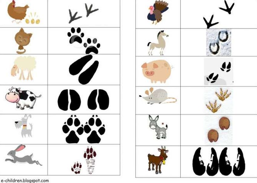 Следы лесных животных