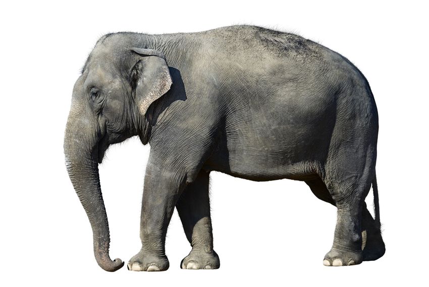 Слон на белом фоне
