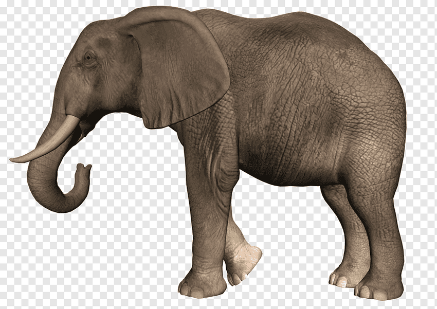 Слон клипарт
