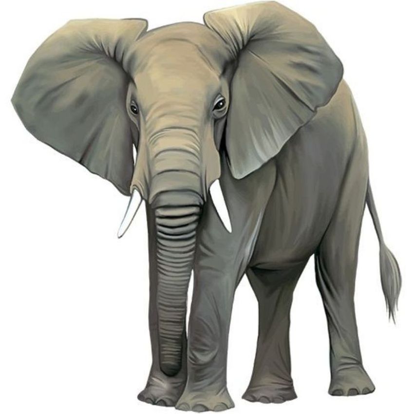 Слон африканский