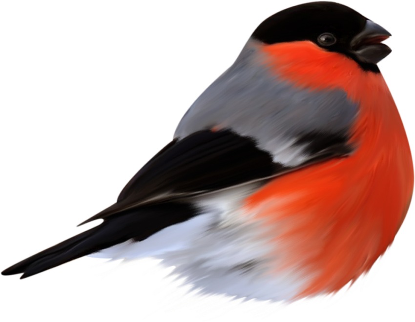 Снегирь птица Снегирь