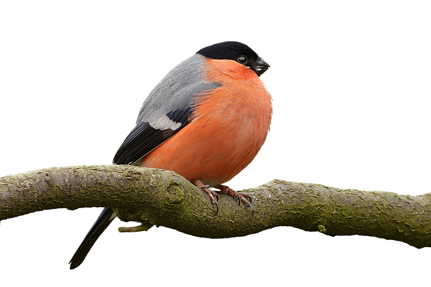 Птица снегирь Снегирь