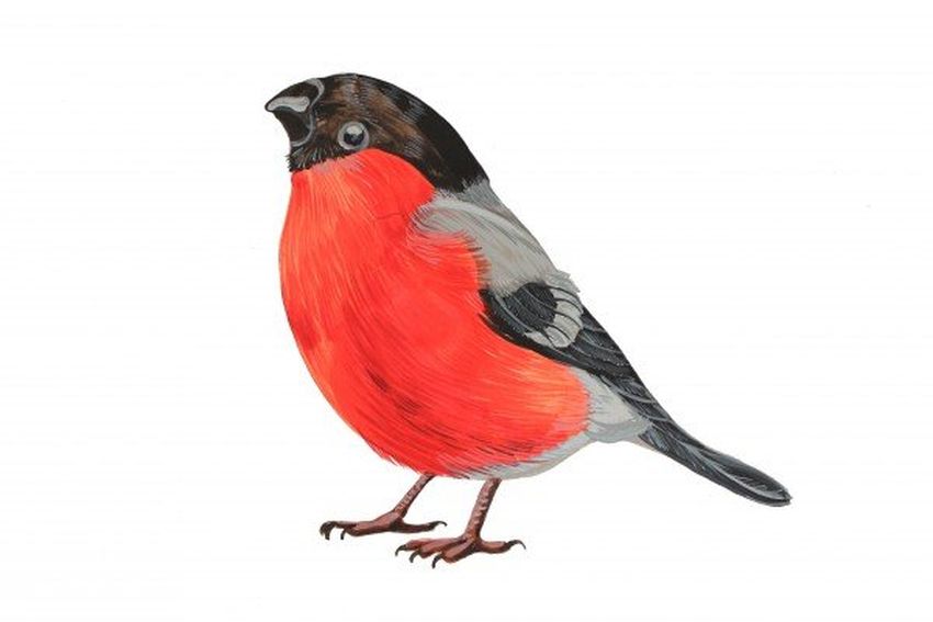 Снегирь Птица снегирь