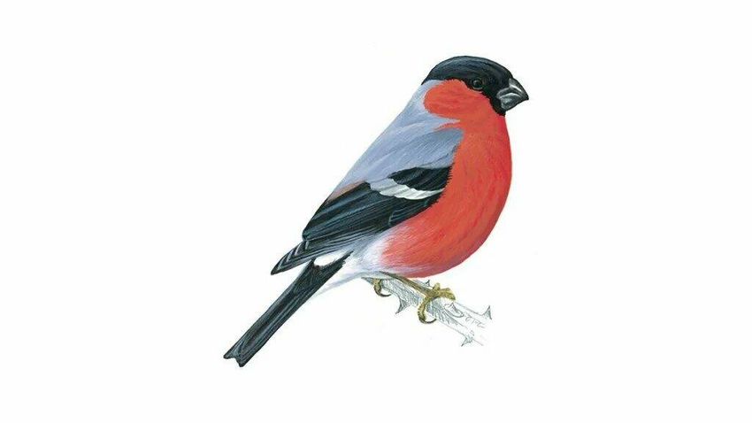 Снегирь птица Снегирь