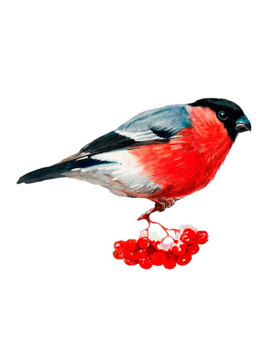 Снегирь Птица снегирь